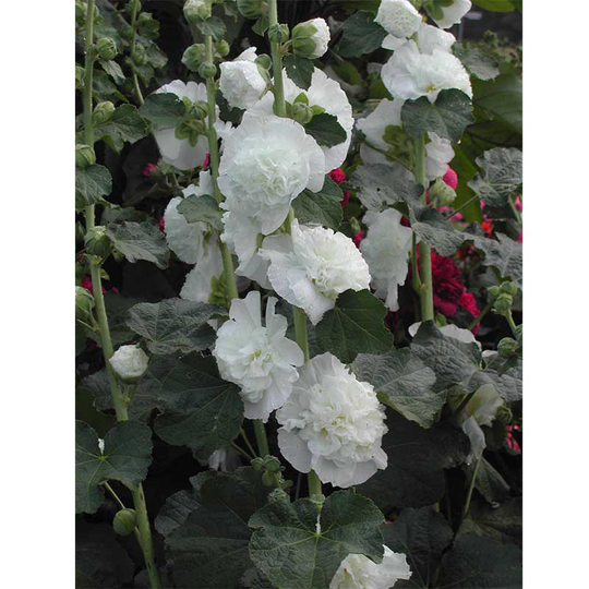 Stockros 'Chaters White'