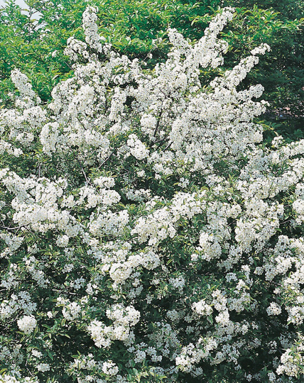 Garden Green Häckplanta Bukettapel Leveranshöjd 50-80 cm 10-pack
