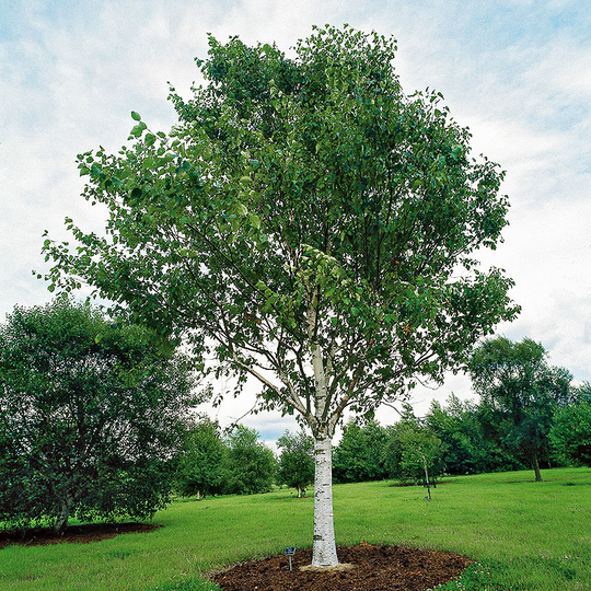 Himalayabjörk, Betula utilis var. Jacquemontii