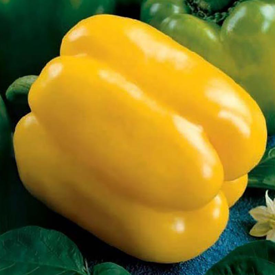 Paprika 'Quadrato D'asti Giallo'