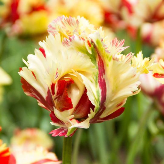 Papegojtulpan ’Texas Flame’