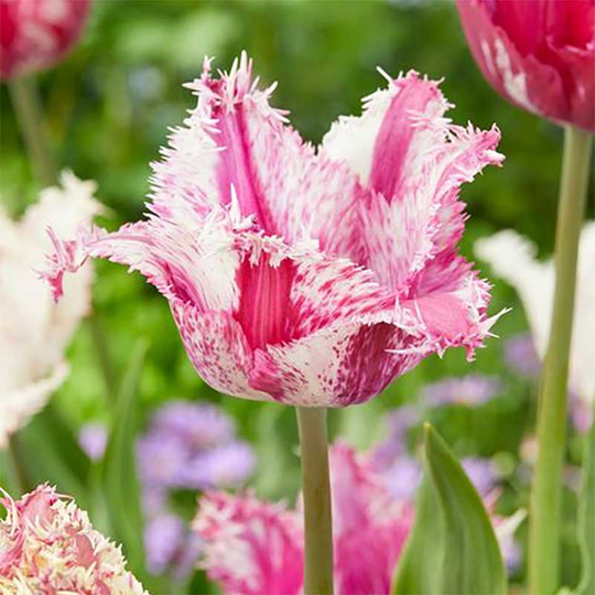 Franstulpan 'Purple Circus'