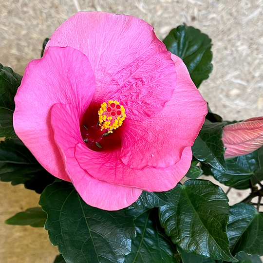 Hibiskus 'Adonicus Pink'