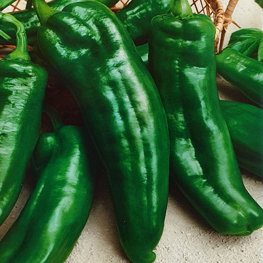 Paprika 'Torricello' H