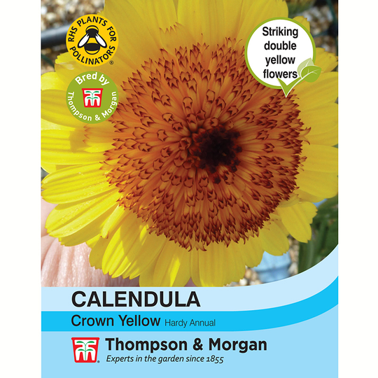 Ringblomma 'Crown Yellow'