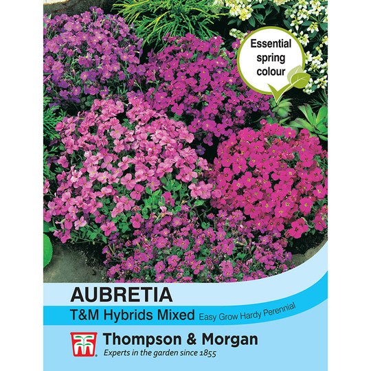 Aubretia 'T&M Hybrids Mixed'