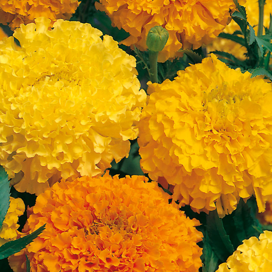 Stor tagetes, dubbel mix