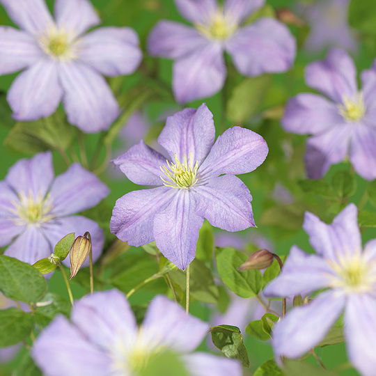 Klematis 'Prince Charles'
