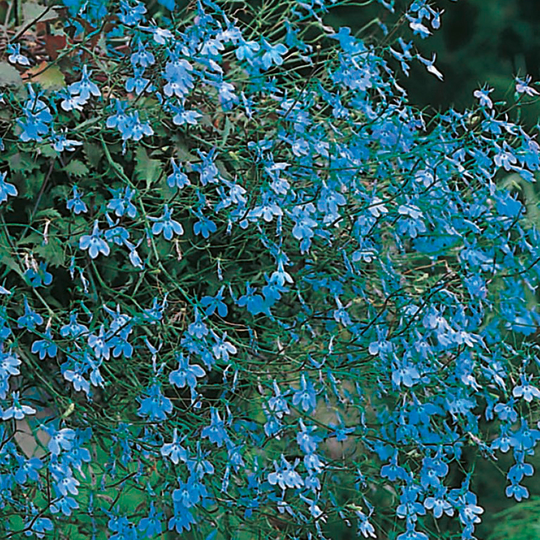 Hänglobelia 'Blue Cascade'