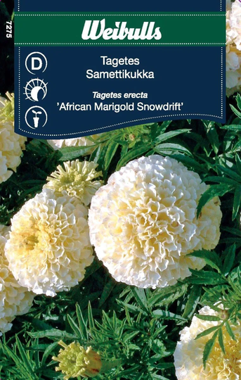 Weibulls Tagetes African Marigold Snowdrift