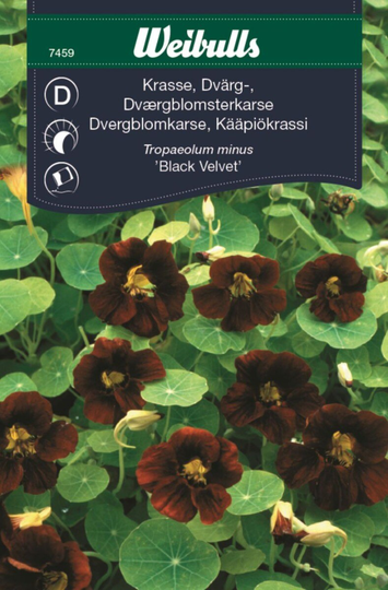 Weibulls Dvärgkrasse Black Velvet