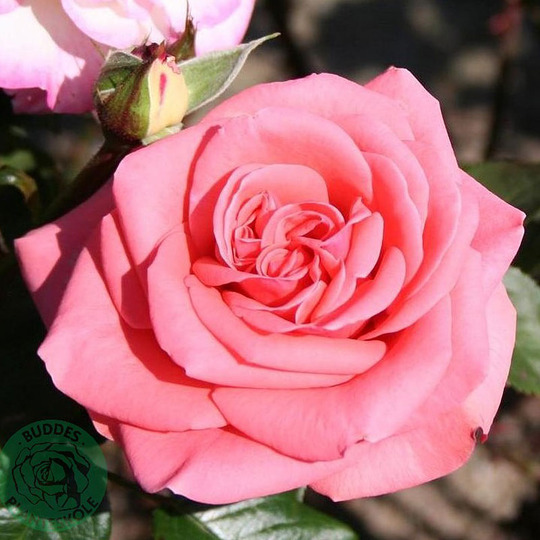 Ros 'Louisiana'