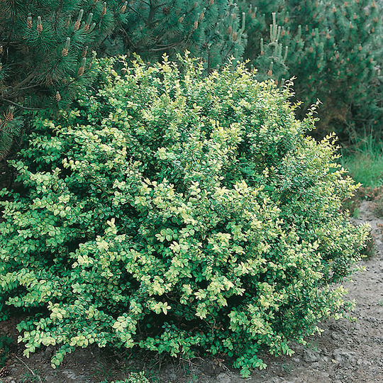 Japansk järnek 'Convexa'