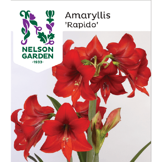 Nelson Garden Amaryllis Rapido Röd