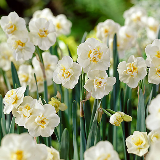 Fylld tazett ’Erlicheer’