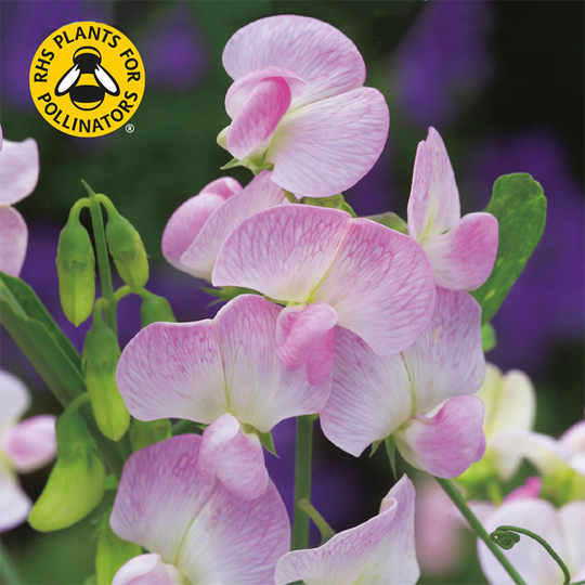 Rosenvial 'Pink Pearl'