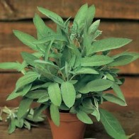 Salvia