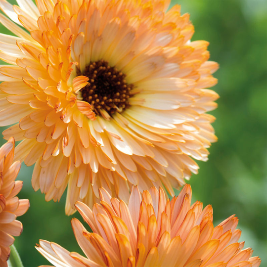 Ringblomma 'Orange Flash'