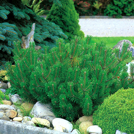 Bergtall, Pinus mugo var. mughus 30-35 cm