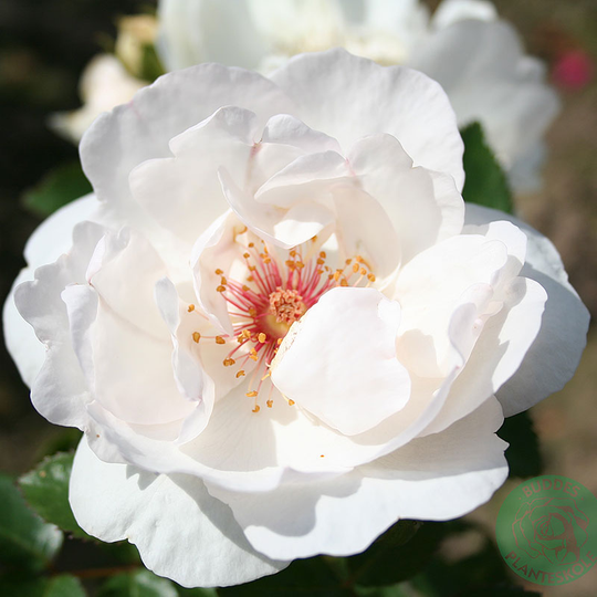 Ros 'Jacqueline du Pré'