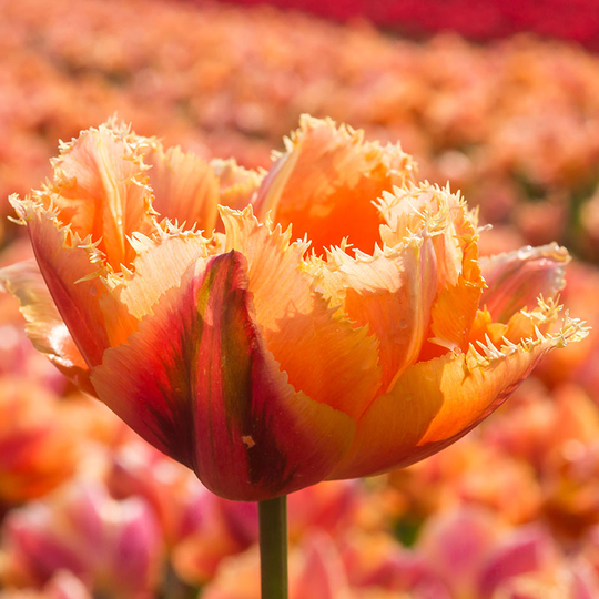 Franstulpan ’Royal Centennial’