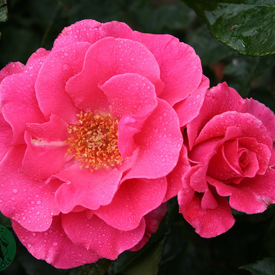 Ros 'Romanze'