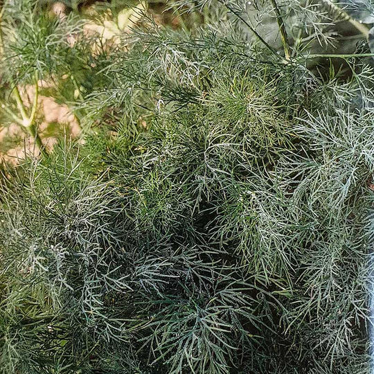 Dill 'Thalia'