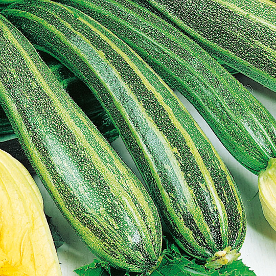 Squash 'Cocozelle'