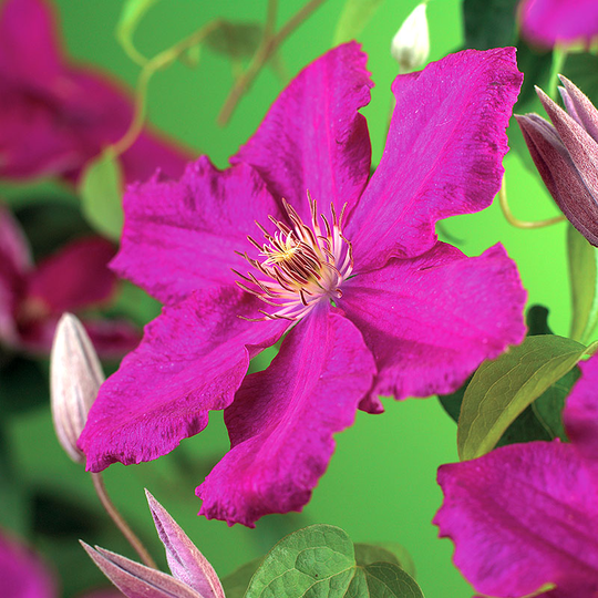 Klematis 'Ernest Markham'
