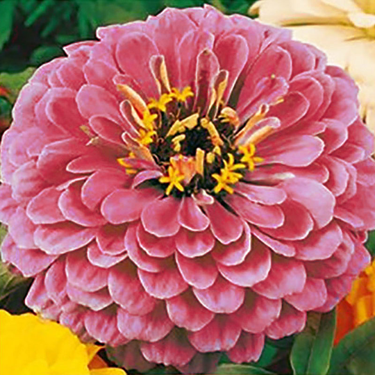 Zinnia 'Dream'