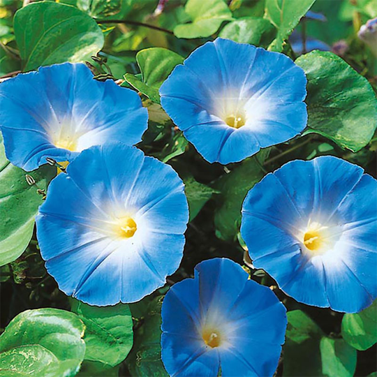 Purpurvinda 'Heavenly Blue'