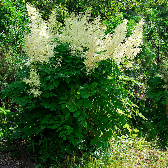 Plymspirea, 3-pack