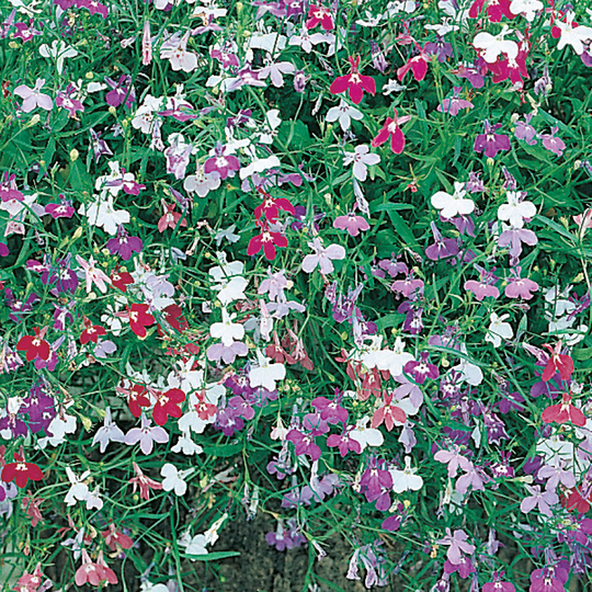 Hänglobelia 'Colour Cascade', mix
