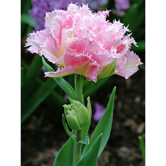 Franstulpan 'Crispion Sweet'