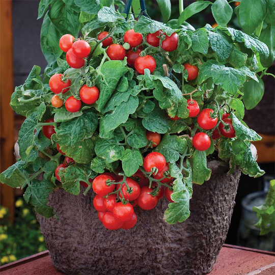 Tomatplanta Busktomat 'Red Robin'