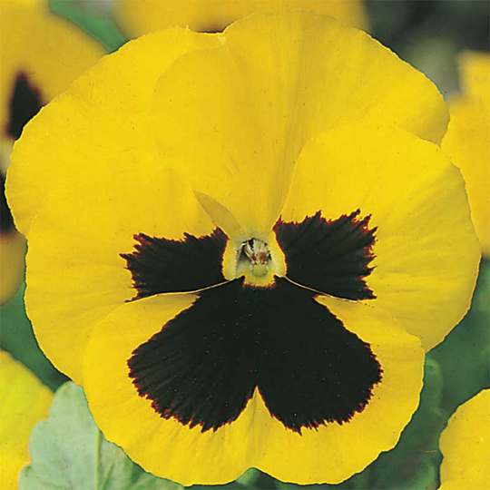 Pensé 'Swiss Giant Rhinegold'