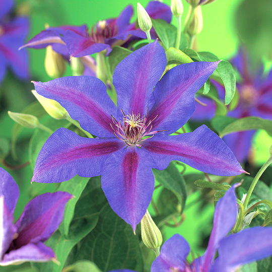 Klematis 'Mrs N. Thompson'