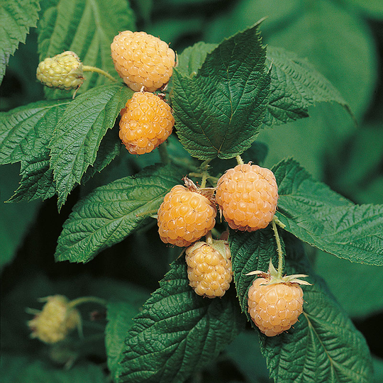 Hösthallon 'Allgold'