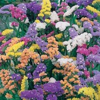 Risp 'Art Shades', mix
