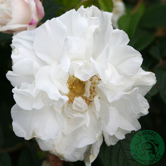 Ros 'Louise Bugnet', 4L