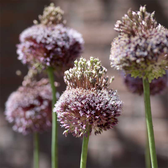 Klotlök 'Forelock'