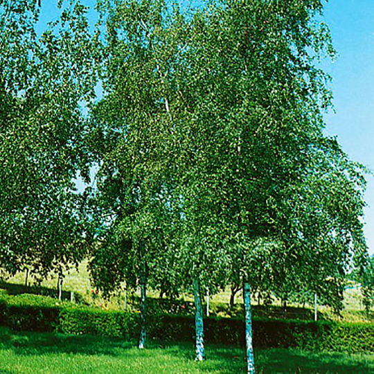 Vårtbjörk 60-100 cm, 10-pack
