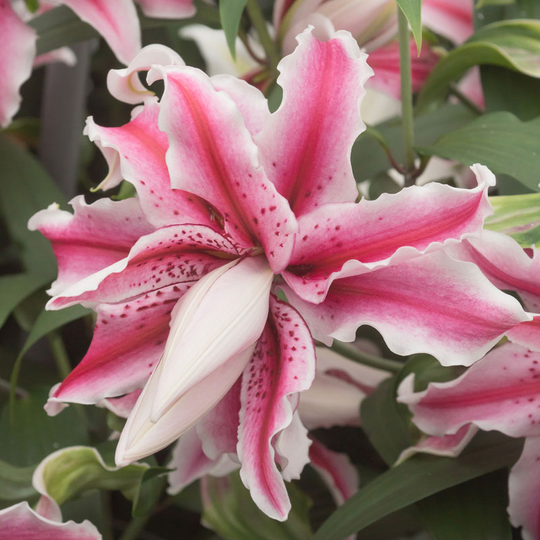 Orientalisk lilja 'Magic star'