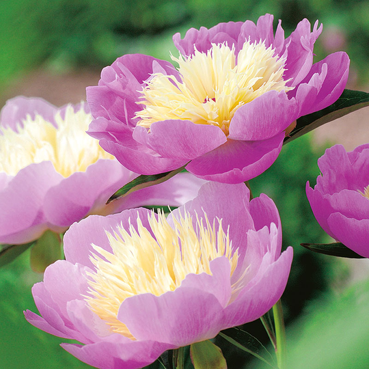 Luktpion 'Bowl of Beauty'