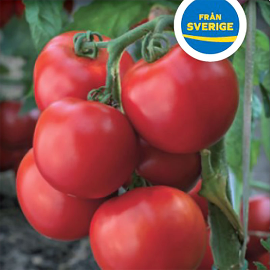 Tomatplanta Växthustomat 'Alicante'