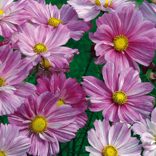 Rosenskära 'Rosetta Pink Stripe'