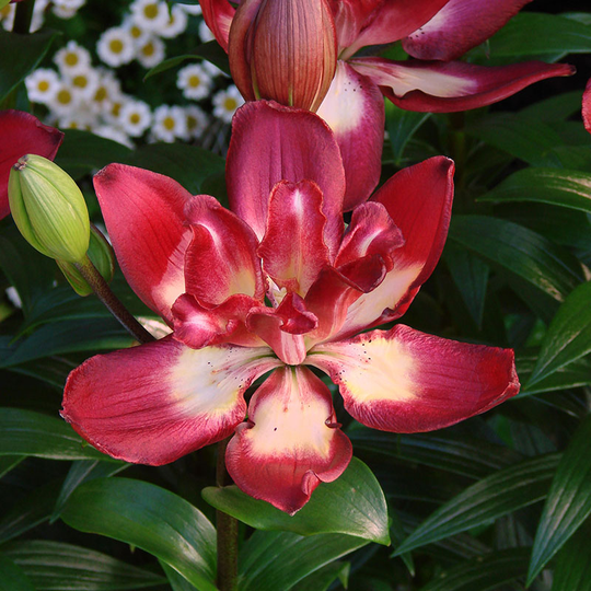 Asiatlilja ’Double Sensation’