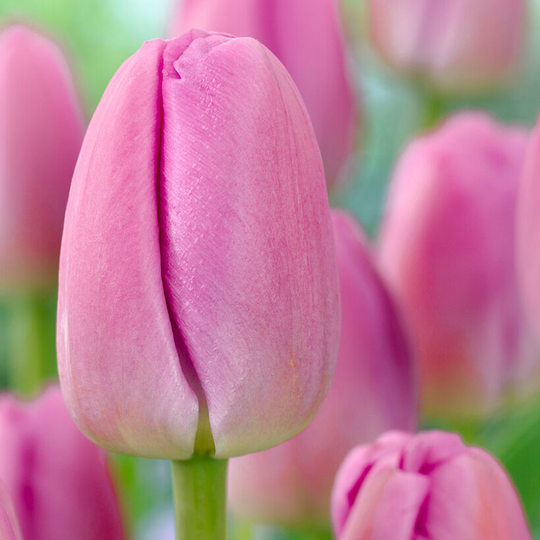 Darwintulpan 'Pink Pride'