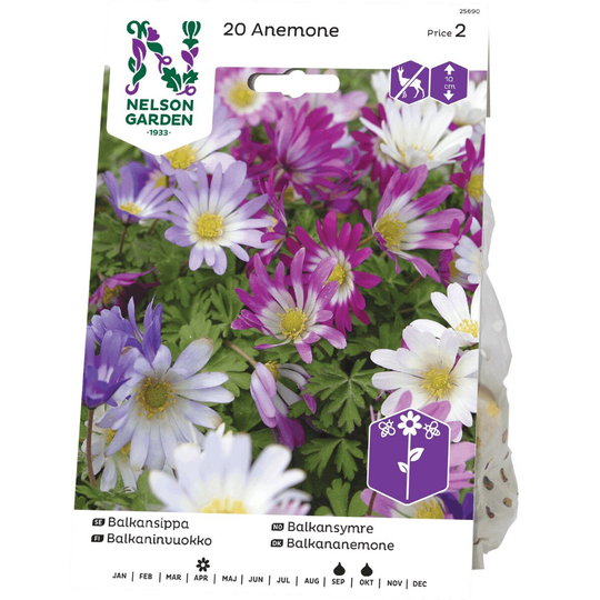 Nelson Garden Balkansippa Blandade Färger