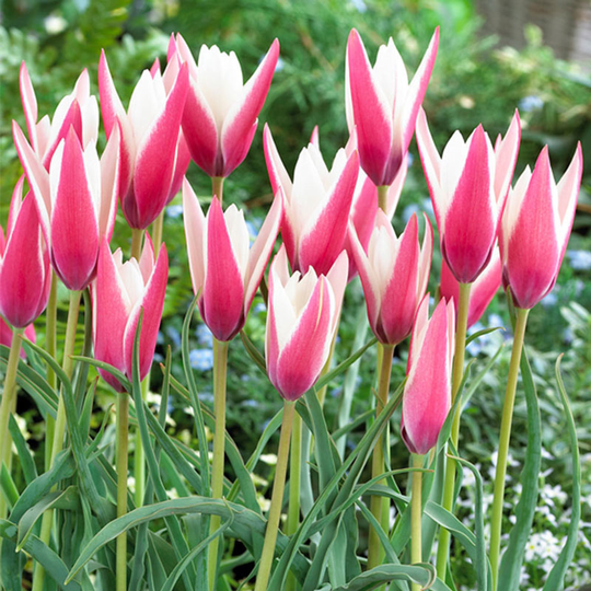 Italiensk tulpan 'Peppermint Stick'
